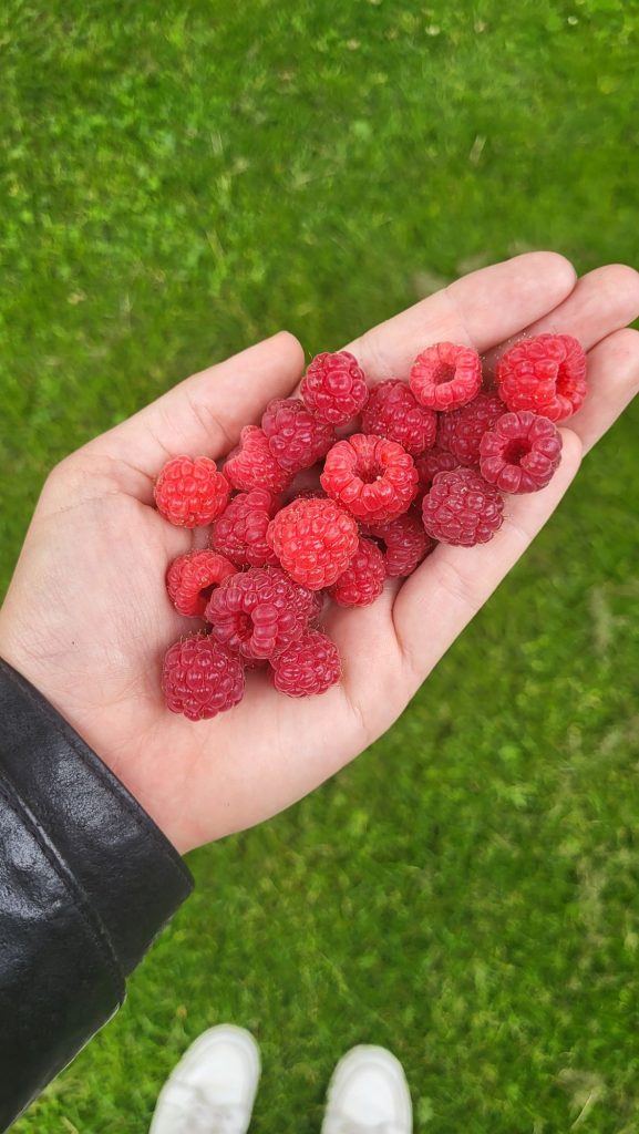 Eine Hand voll Himbeeren aus dem eigenen Garten. Die roten Früchte setzen sich farblich vom satt grünen Rasen ab.