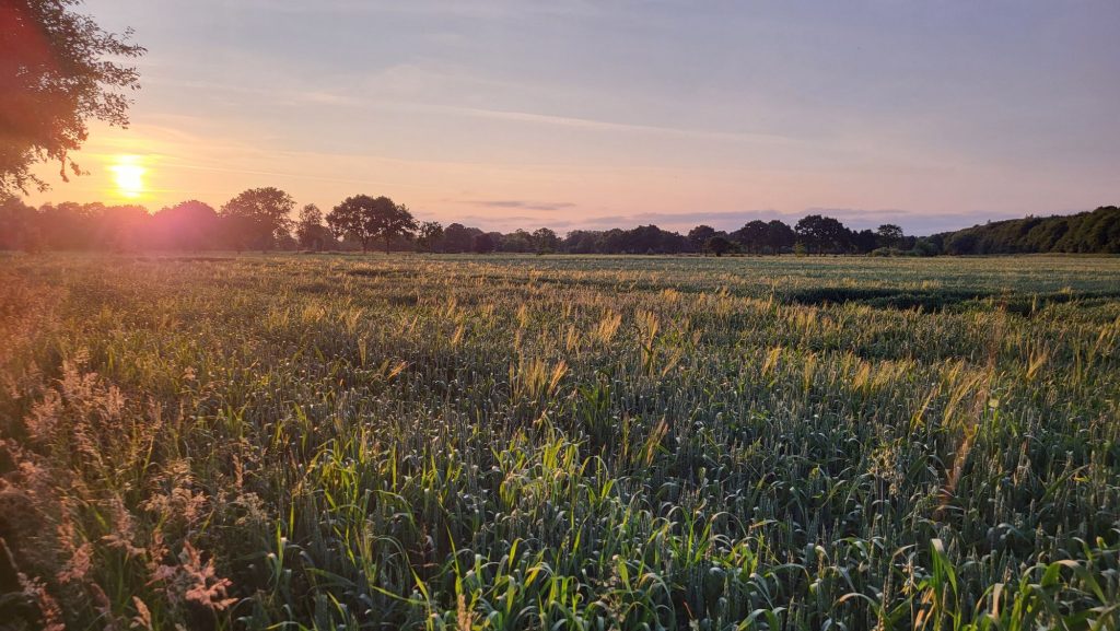 Es ist ein Sonnenuntergang über einem gelb-grünem Kornfeld zu sehen. Das goldene Sonnenlicht ergießt sich über Felder und Bäume, während sich der Himmel in den unterschiedlichsten Farben färbt.