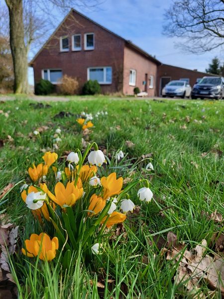 Ein Strauß von Märzbechern und gelben Krokussen wächst im Garten vor dem Haus. Der Himmel ist blau, das Haus wirkt leicht unscharf im Hintergrund und es sind zwei Autos zu sehen.