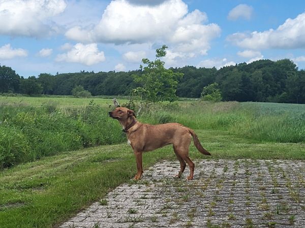 Die Hündin Pina steht auf einer gepflasterten Straße und reckt ihre Nase in den Wind. Ihr Fell ist rot und sie ist von sportlicher Statur. Im Hintergrund ist ein Graben, ein Kornfeld und ein Wald zu sehen. 