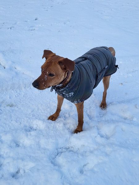 Das Bild zeigt Hündin Pina dick eingepackt in einen warmen Mantel in Schnee und Eis.