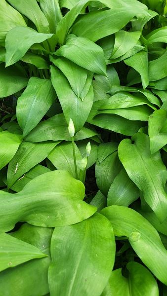 Grüner Bärlauch mit drei einzelnen Blütenknospen in einem Meer des aromatischen Krauts. 